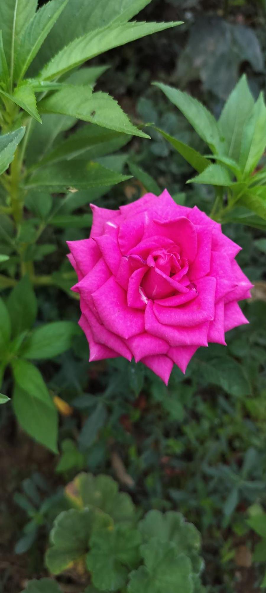 Royal Palm Homestay Madikeri Eksteriør bilde